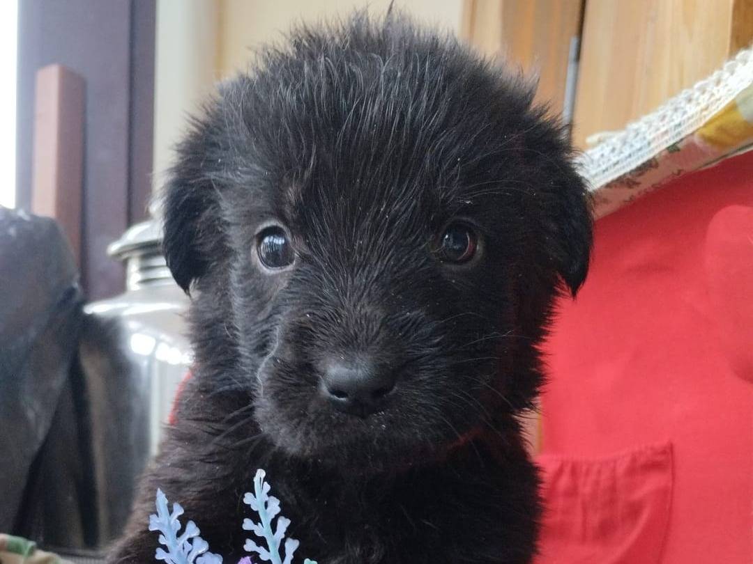 Adotta il cane LIESEL a Vibo