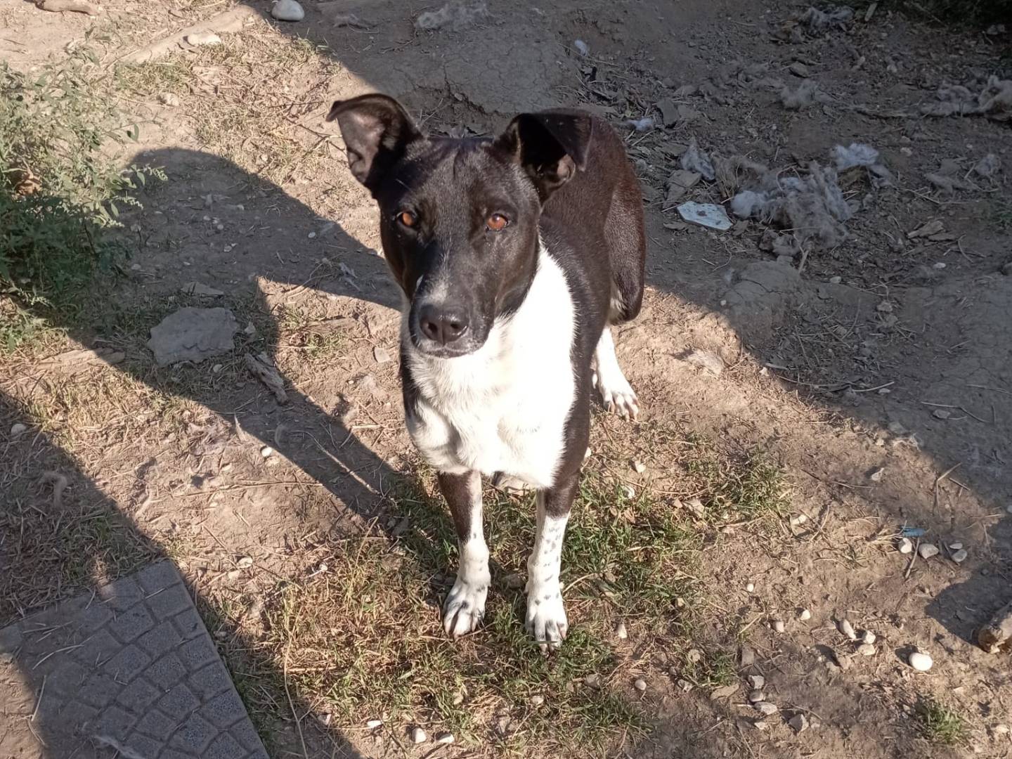 Adotta il cane LUCKY a Viterbo