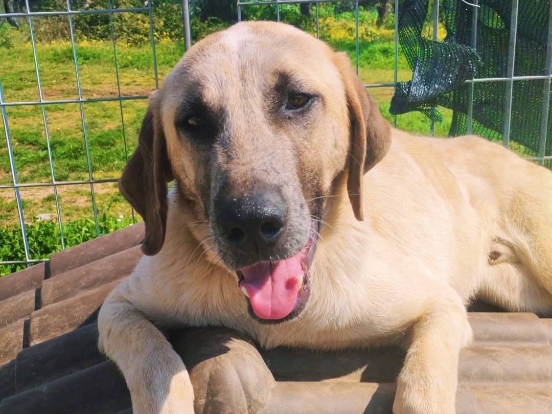 Vuoi adottare un cane a Vibo?