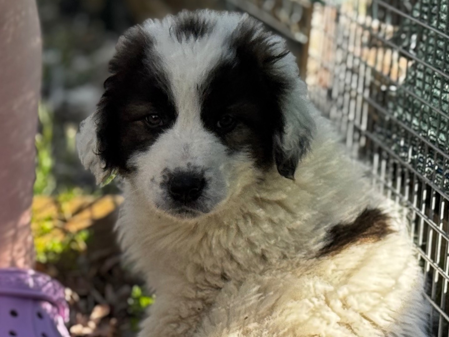 Adozione cane, maschio, Pastore maremmano Razza sconosciuta, 2 mesi, taglia grande, Salerno