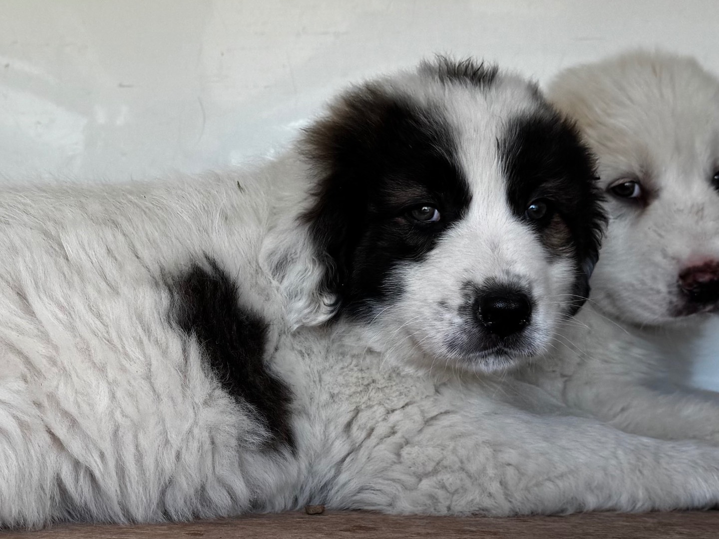 Adotta un cane, maschio, 2 mesi, Salerno