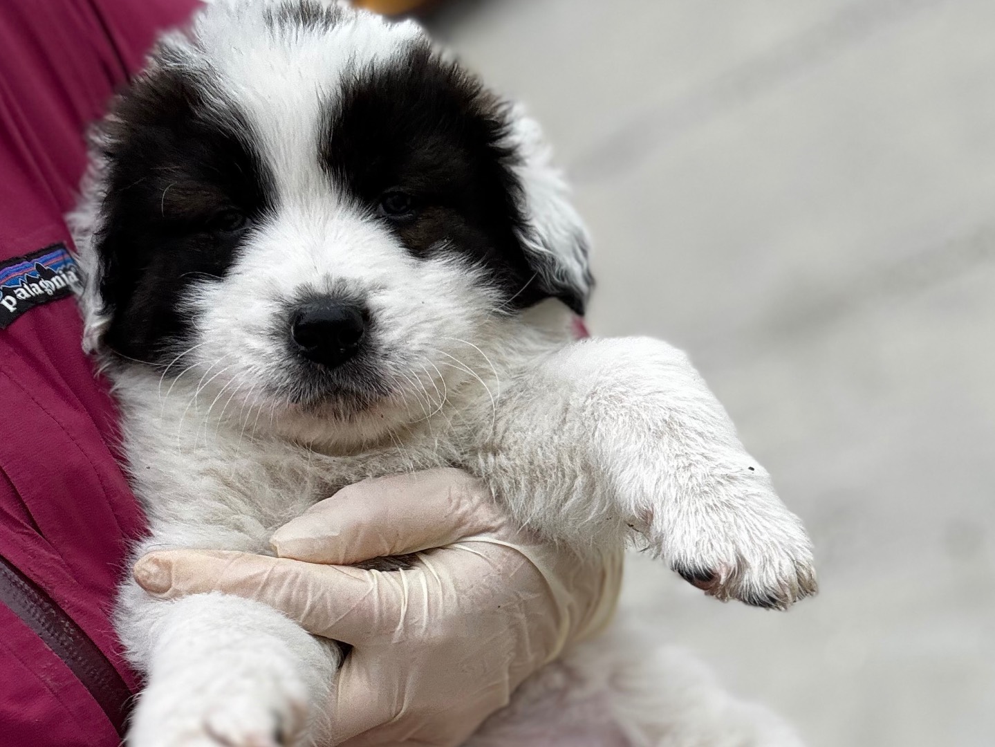 Adotta un cane, taglia grande, maschio, Salerno
