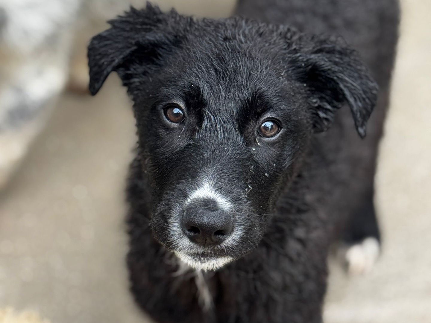 Adozione cane, maschio, Razza sconosciuta Razza sconosciuta, 2 mesi, taglia media, Salerno