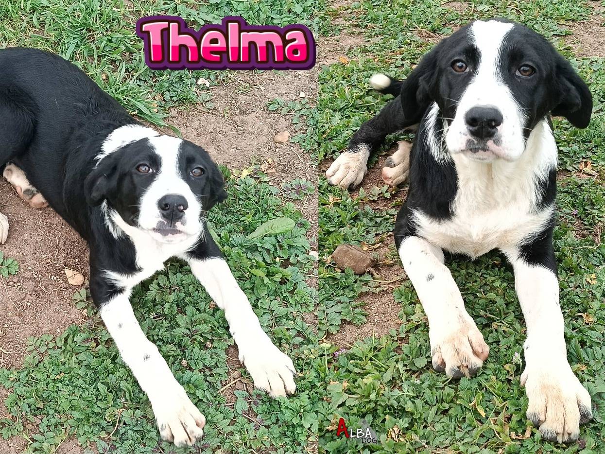 Adozione cane, femmina, Razza sconosciuta Razza sconosciuta, 5 mesi, taglia grande, Roma