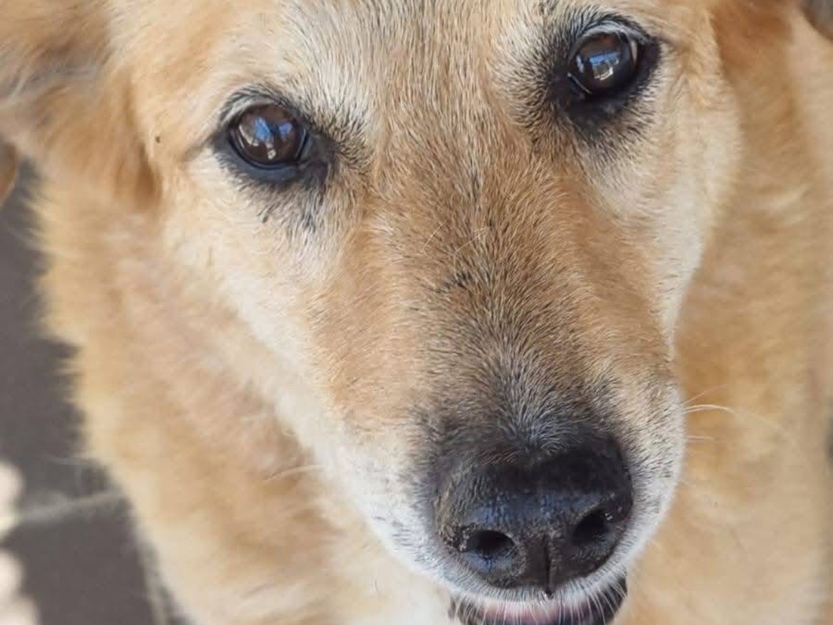 Adozione cane, femmina, Razza sconosciuta Razza sconosciuta, 14 anni e 7 mesi, taglia media, Caserta