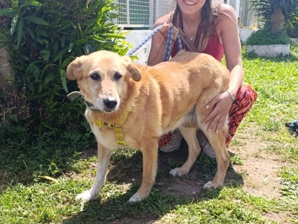 Adotta il cane Giuditta  a Caserta