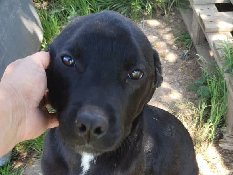 Adozione cane, femmina, Razza sconosciuta Razza sconosciuta, 4 mesi, taglia media, Padova