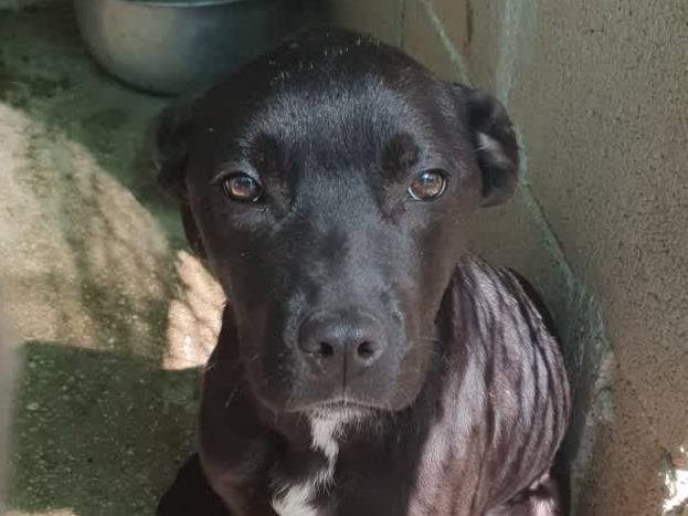 Adotta un cane, femmina, 4 mesi, Padova