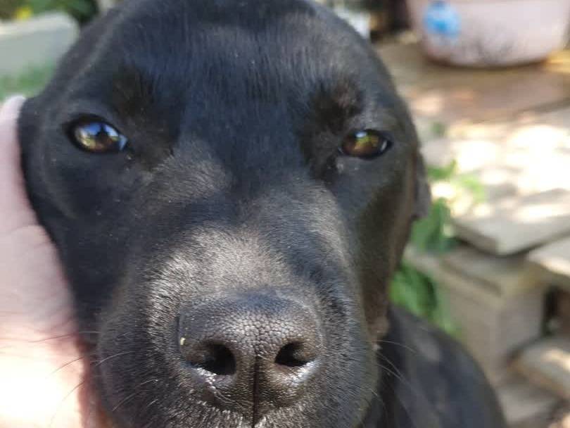 Adotta un cane, taglia media, femmina, Padova