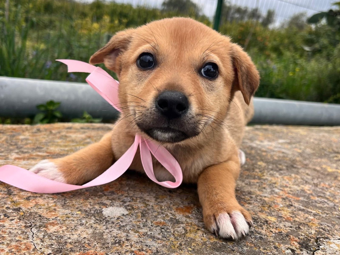 Adotta un cane, femmina, 3 mesi, Siracusa
