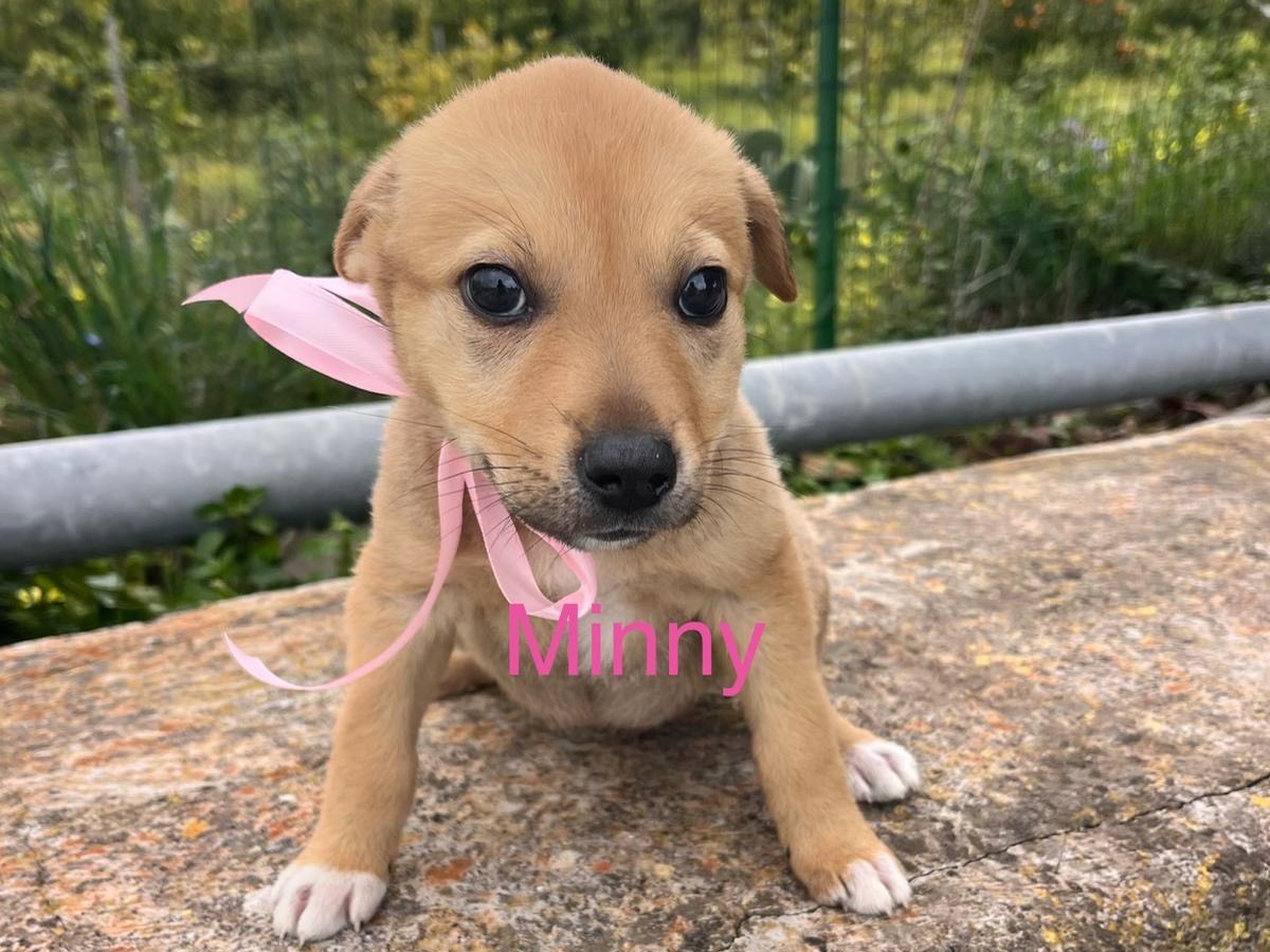 Adotta un cane, taglia media, femmina, Siracusa