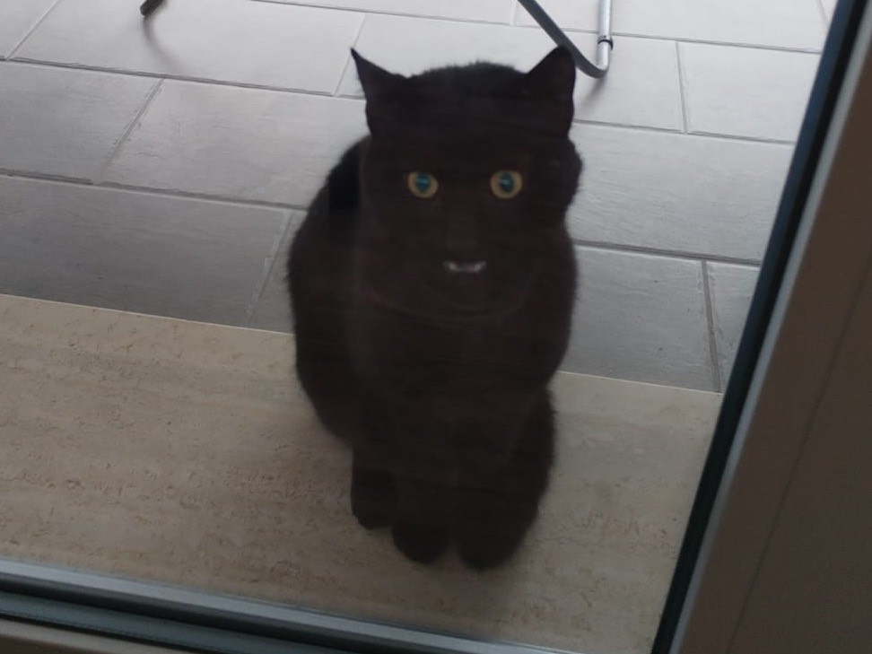 Adozione gatto, maschio, Razza sconosciuta Razza sconosciuta, 1 anno e 3 mesi, taglia non valida, Teramo