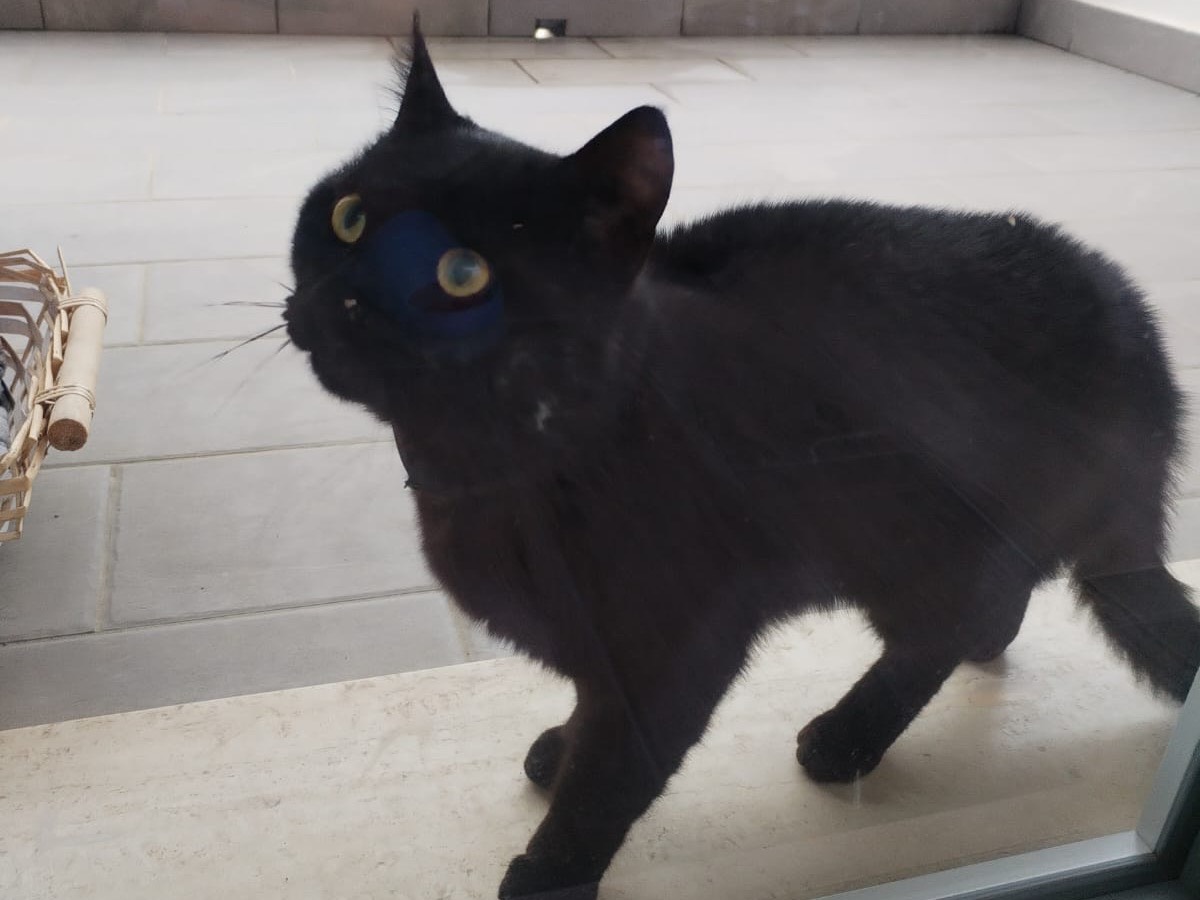 Adotta un gatto, maschio, 1 anno e 3 mesi, Teramo