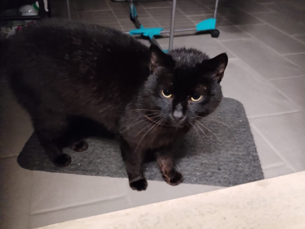 Vuoi adottare un gatto a Teramo?