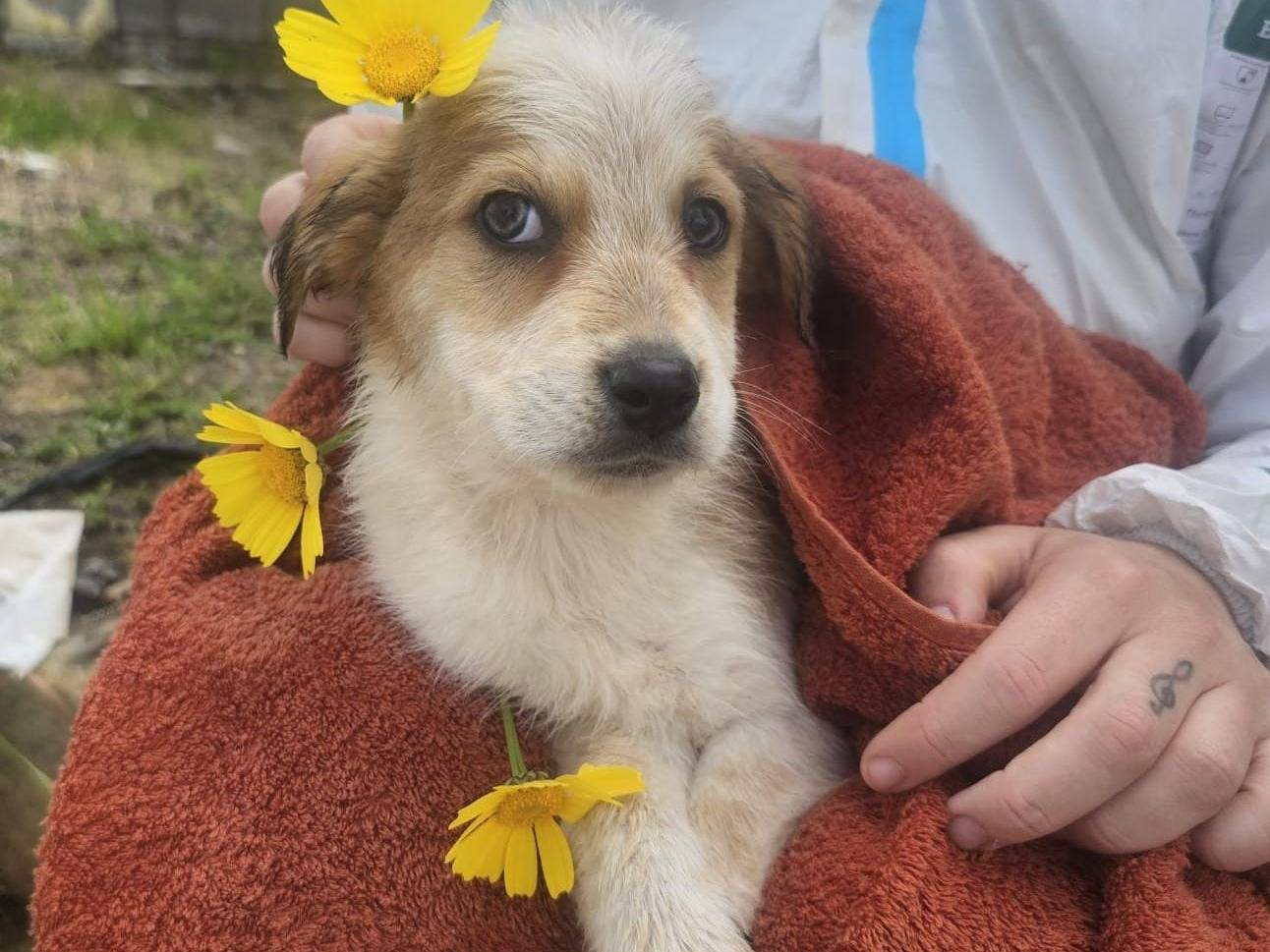 Adozione cane, femmina, Razza sconosciuta Razza sconosciuta, 3 mesi, taglia media, Crotone