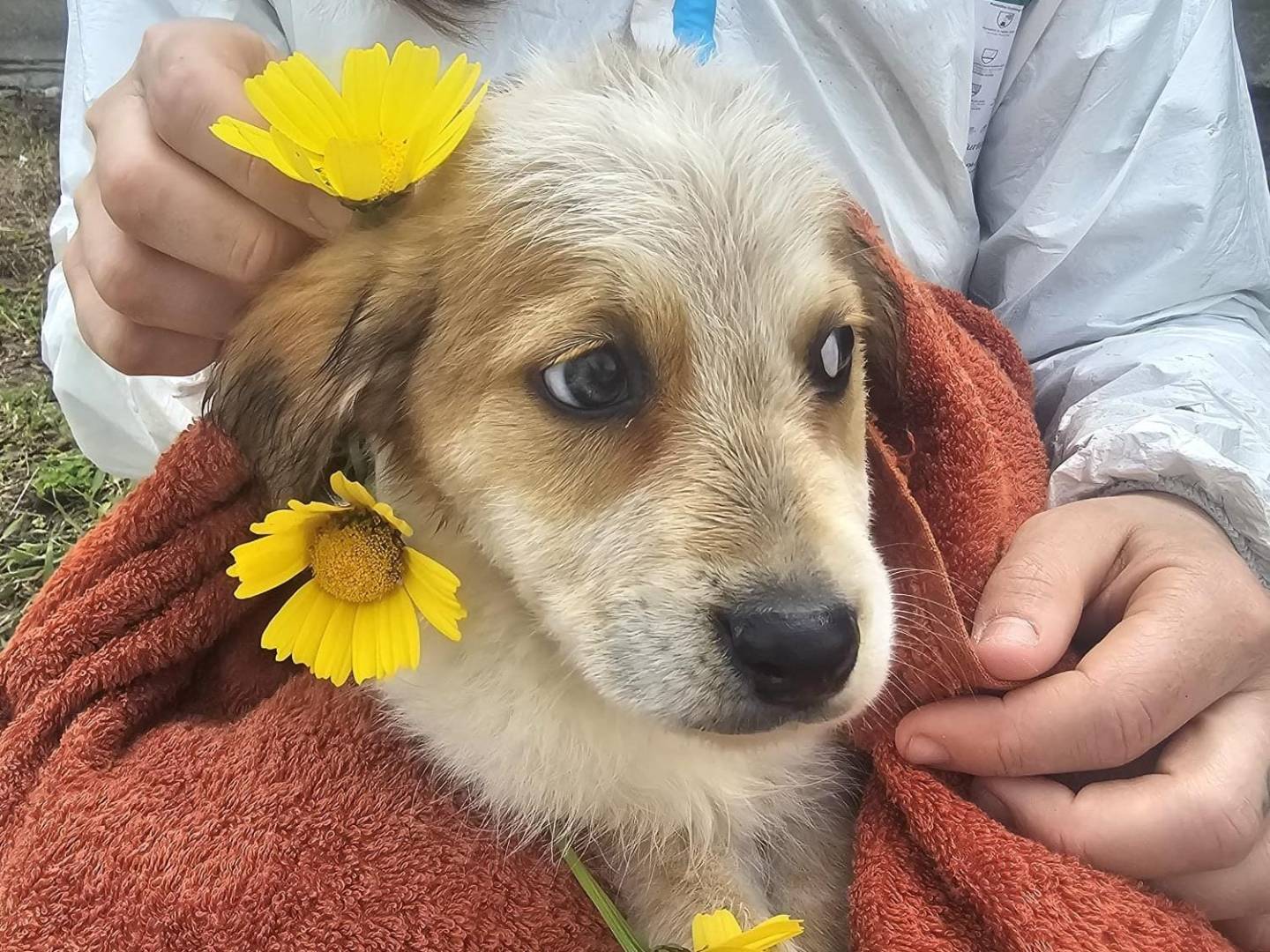 Adotta un cane, femmina, 3 mesi, Crotone