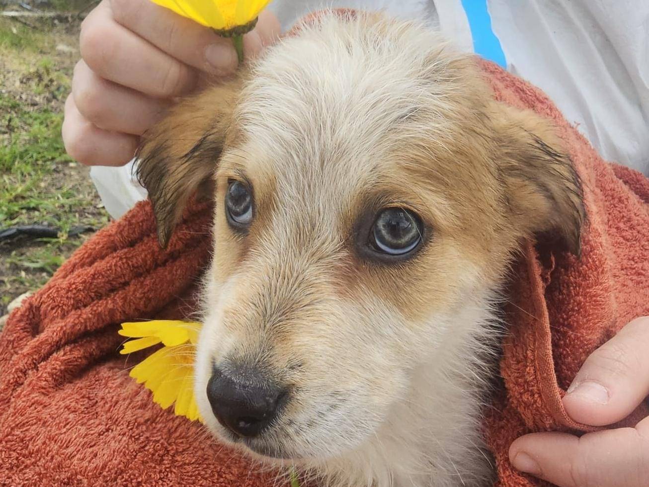 Adotta un cane, taglia media, femmina, Crotone