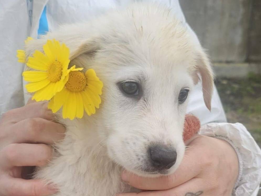 Adozione cane, maschio, Razza sconosciuta Razza sconosciuta, 3 mesi, taglia media, Crotone