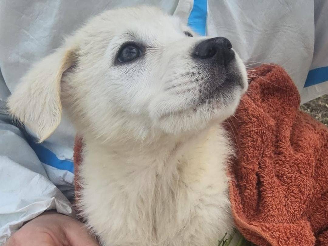 Adotta un cane, maschio, 3 mesi, Crotone