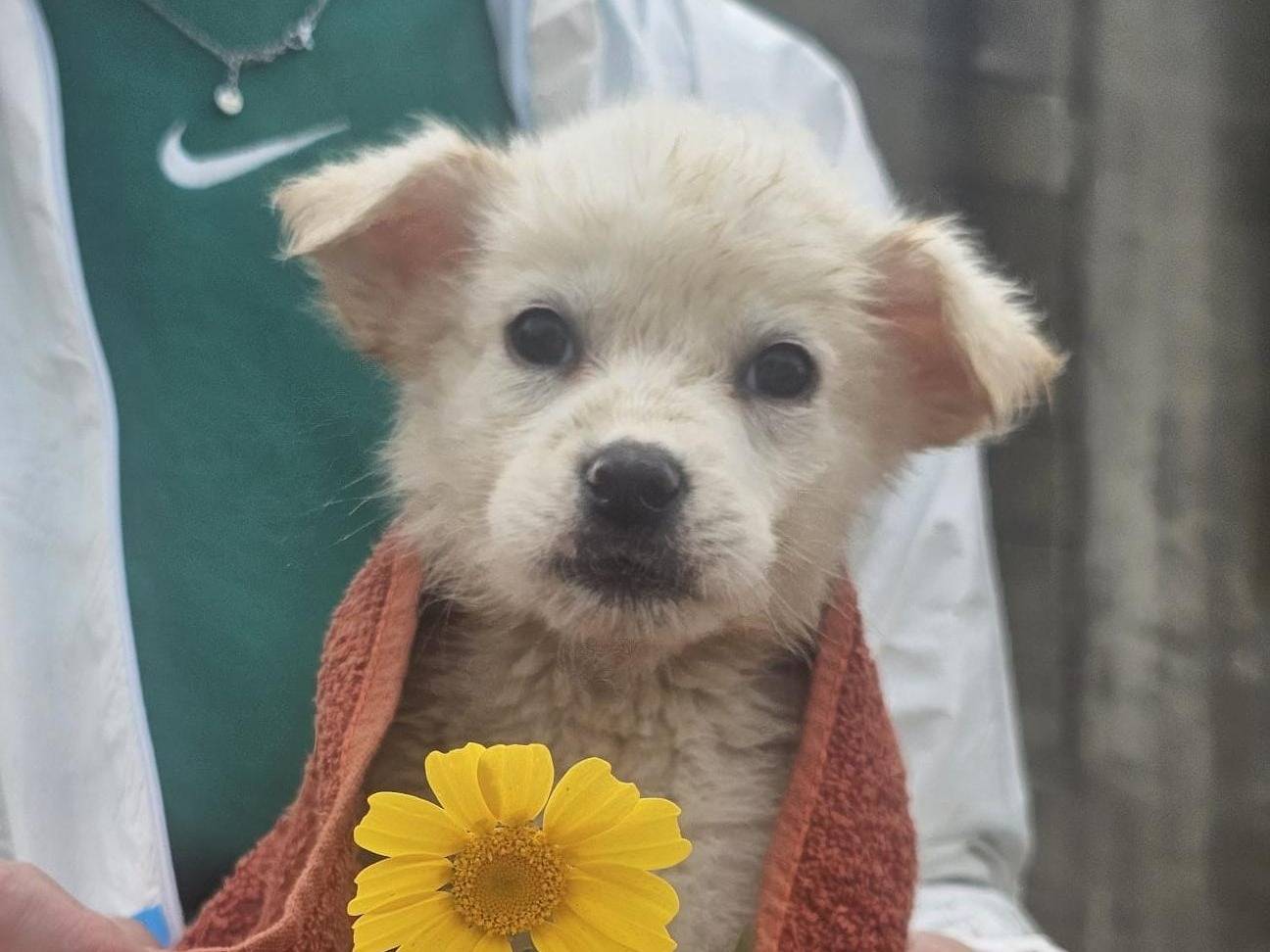 Adozione cane, femmina, Razza sconosciuta Razza sconosciuta, 3 mesi, taglia media, Crotone