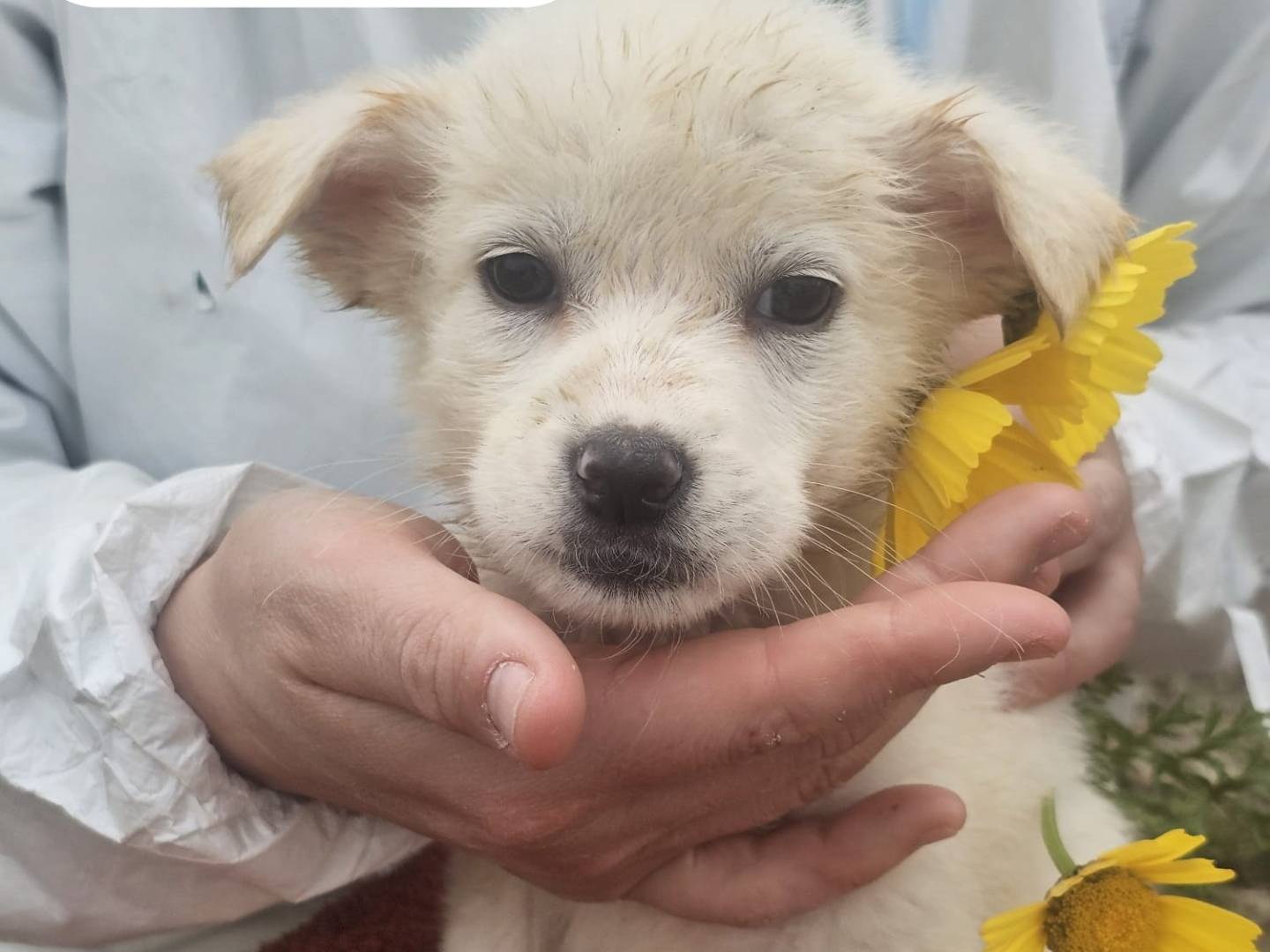 Adotta un cane, femmina, 3 mesi, Crotone