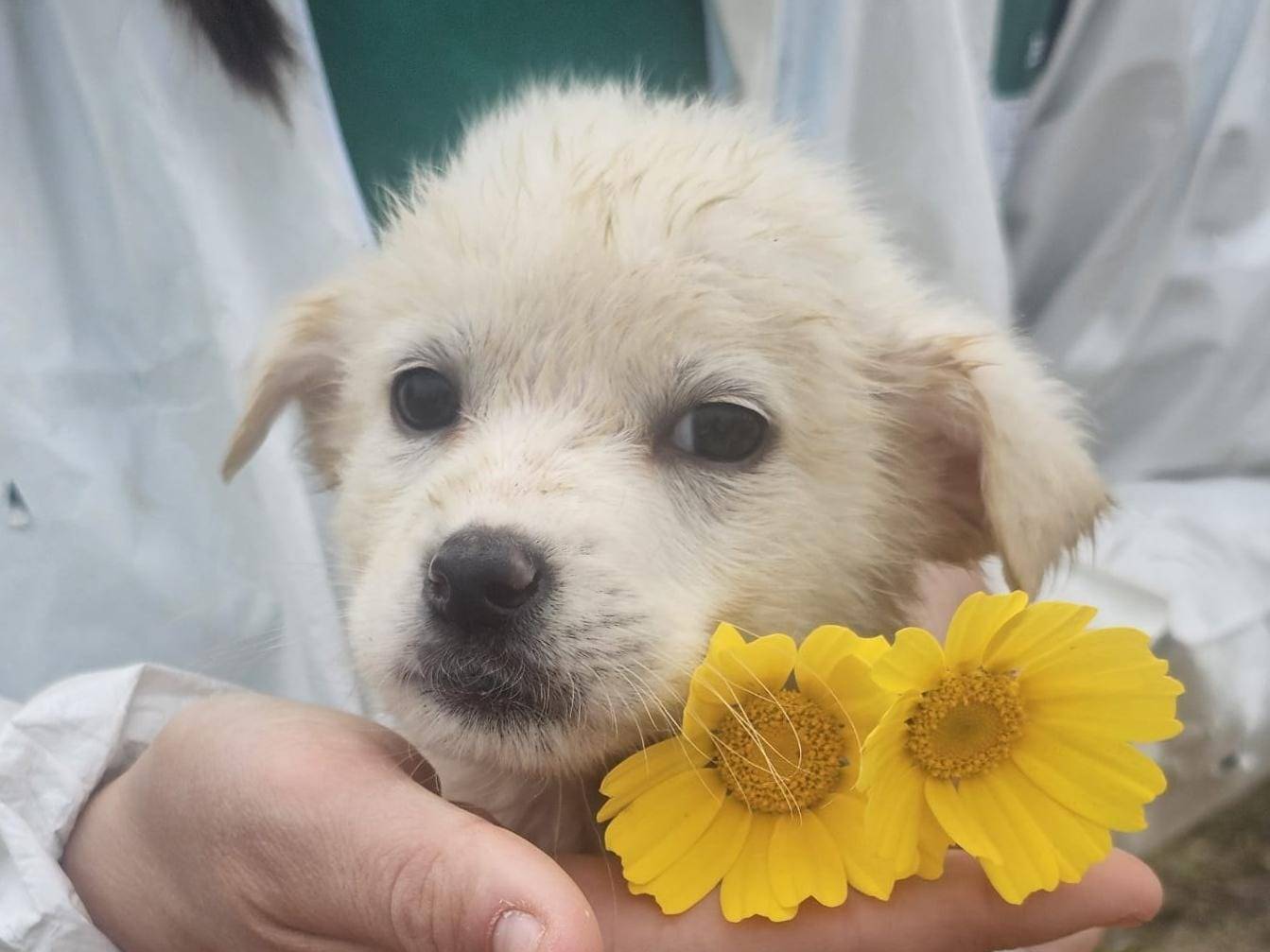 Adotta un cane, taglia media, femmina, Crotone