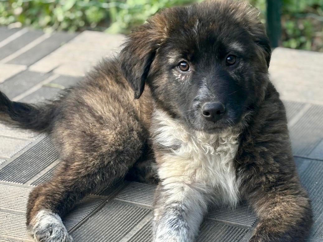 Adozione cane, femmina, Razza sconosciuta Razza sconosciuta, 3 mesi, taglia grande, Savona