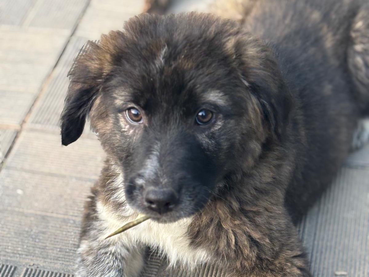 Adotta un cane, femmina, 3 mesi, Savona