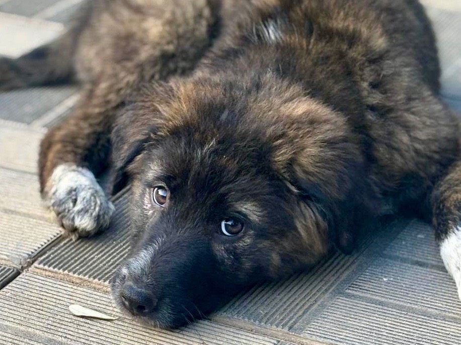 Adotta un cane, taglia grande, femmina, Savona