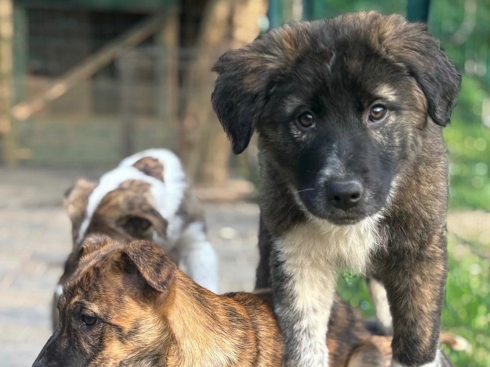 Vuoi adottare un cane a Savona?