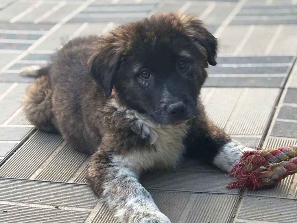 Adotta il cane Sugar a Savona