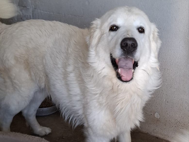 Adotta un cane, maschio, 3 anni, Caserta