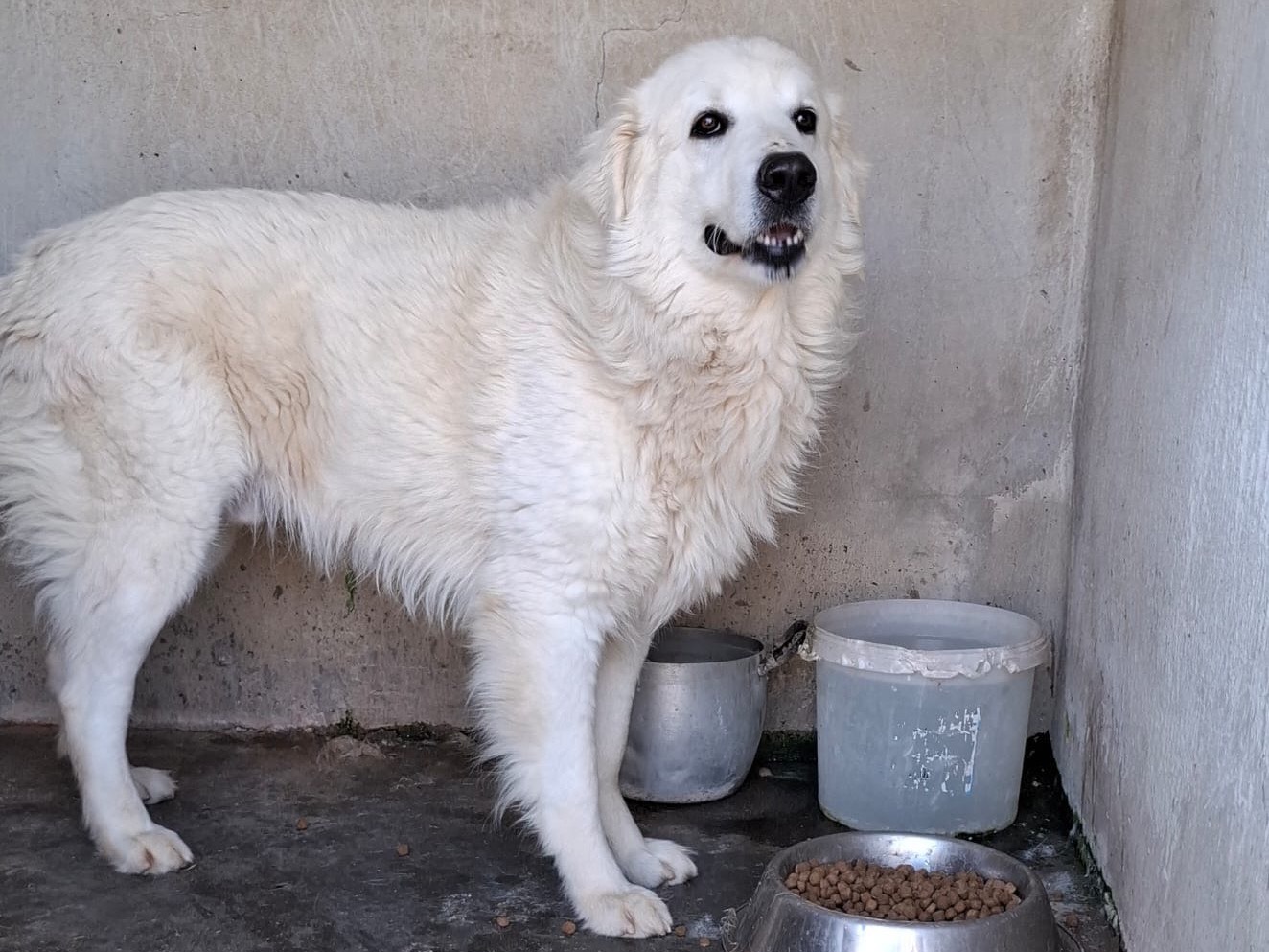 Adotta un cane, taglia grande, maschio, Caserta