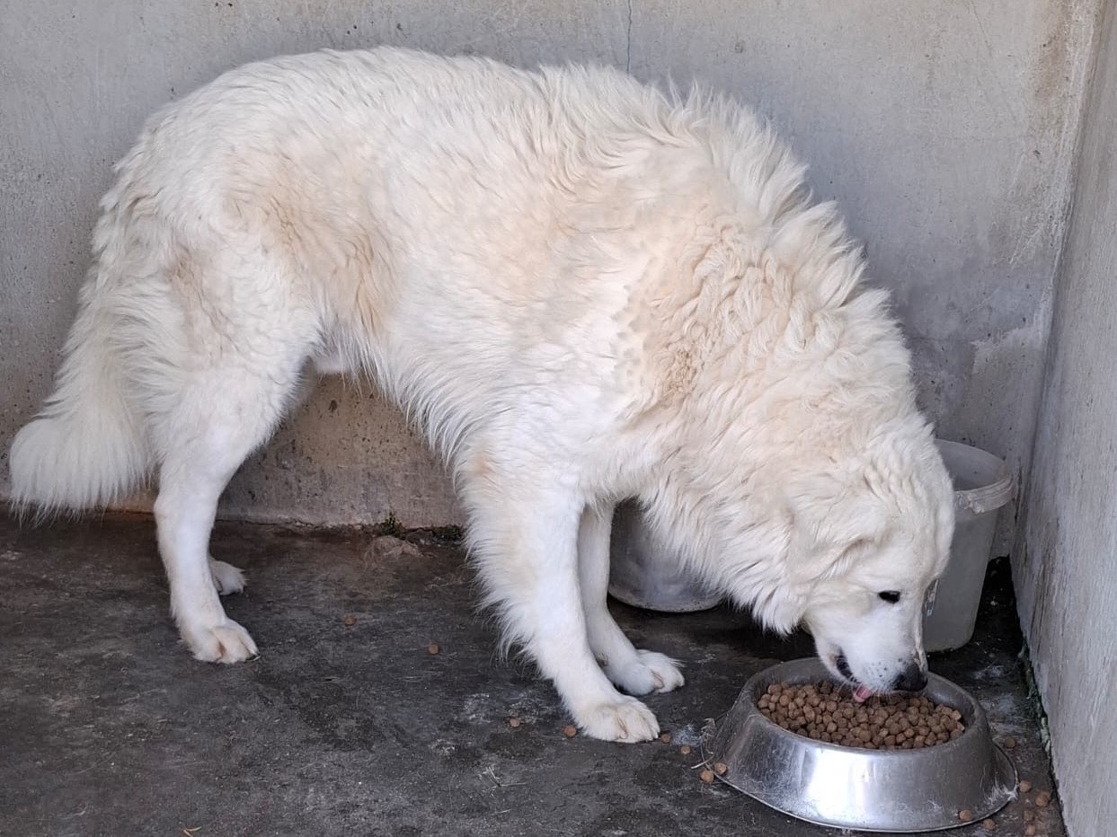 Vuoi adottare un cane a Caserta?