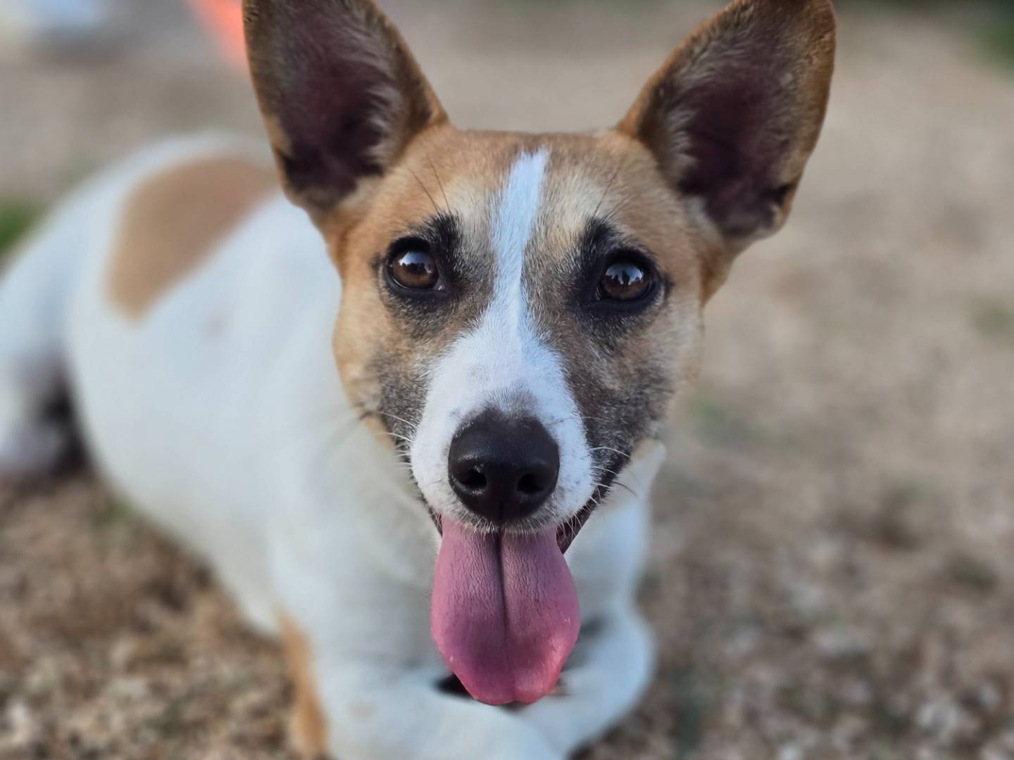 Adozione cane, femmina, Jack Russell Terrier Razza sconosciuta, 1 anno e 3 mesi, taglia piccola, Brindisi