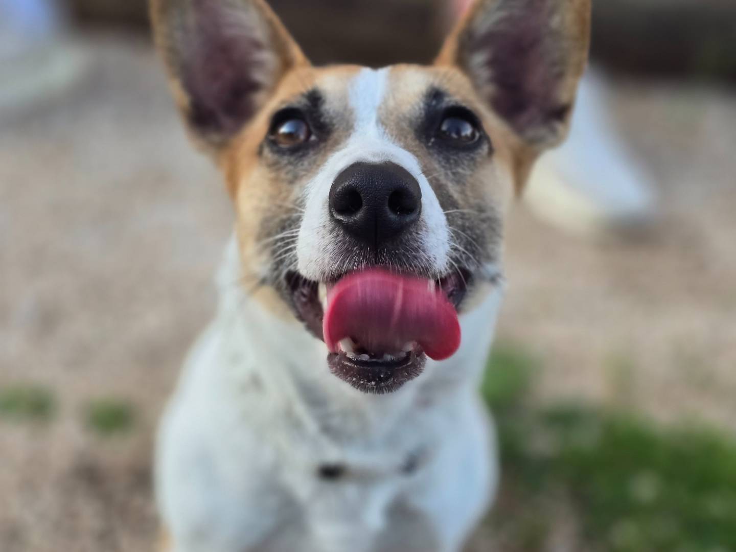 Adotta un cane, taglia piccola, femmina, Brindisi