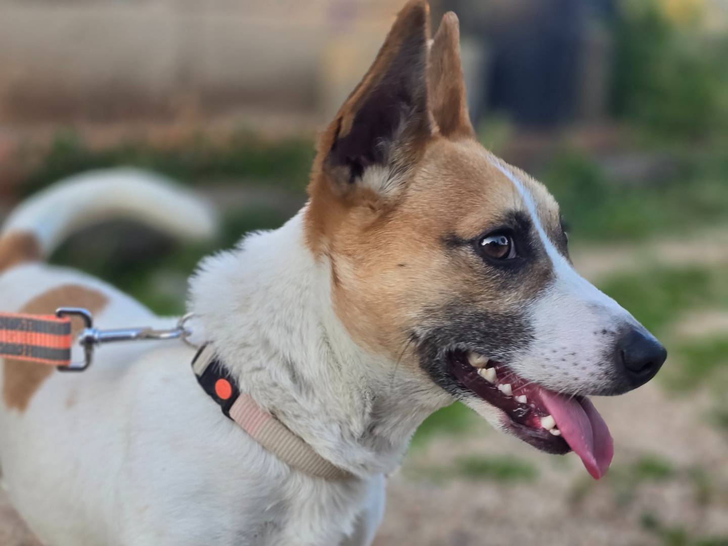 Vuoi adottare un cane a Brindisi?