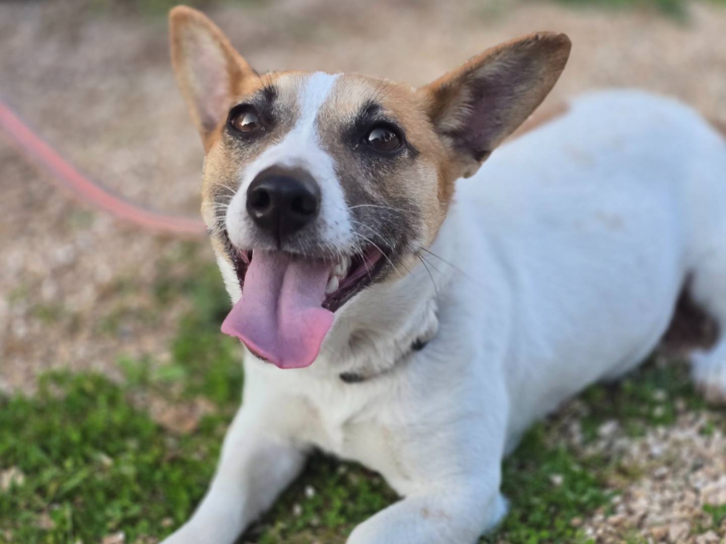 Adotta il cane Carota a Brindisi