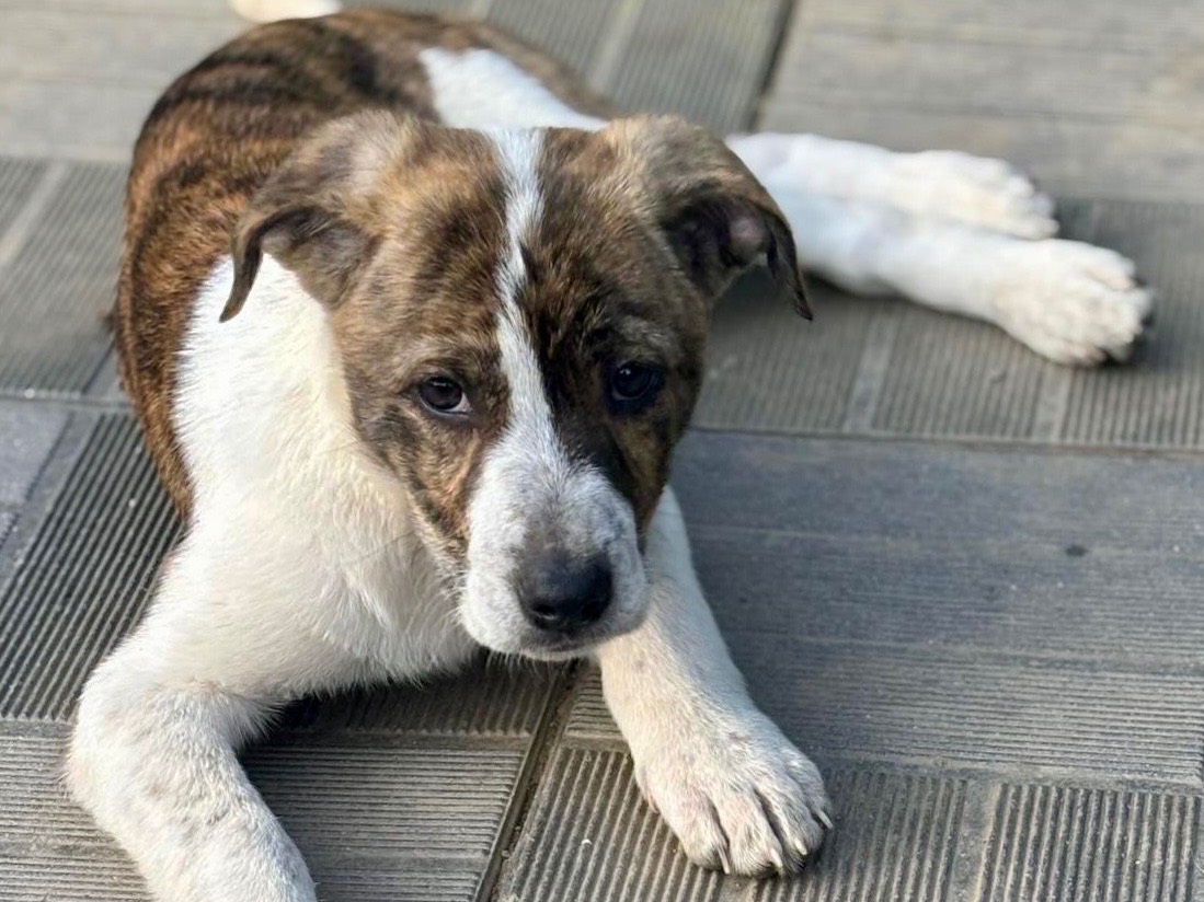 Adozione cane, femmina, Razza sconosciuta Razza sconosciuta, 3 mesi, taglia grande, Savona