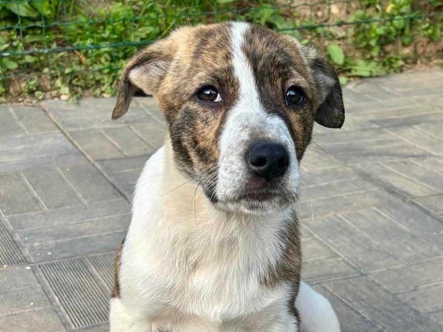 Adotta un cane, femmina, 3 mesi, Savona