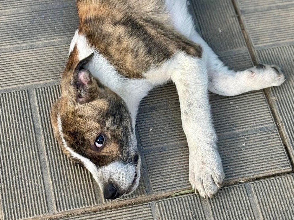 Adotta un cane, taglia grande, femmina, Savona