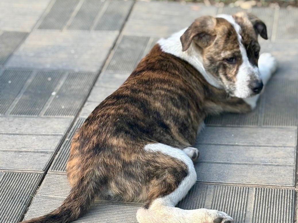 Vuoi adottare un cane a Savona?