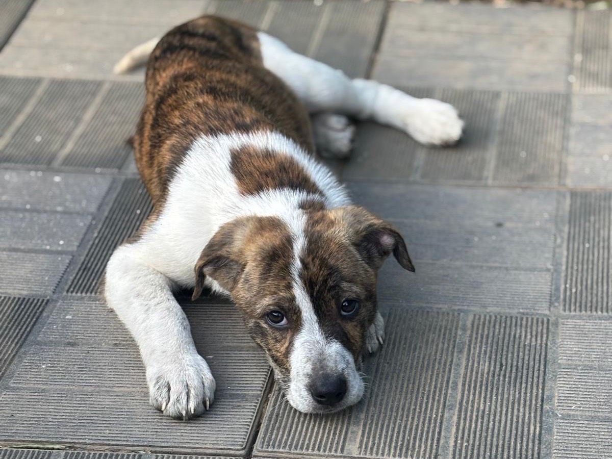 Adotta il cane Leyla a Savona