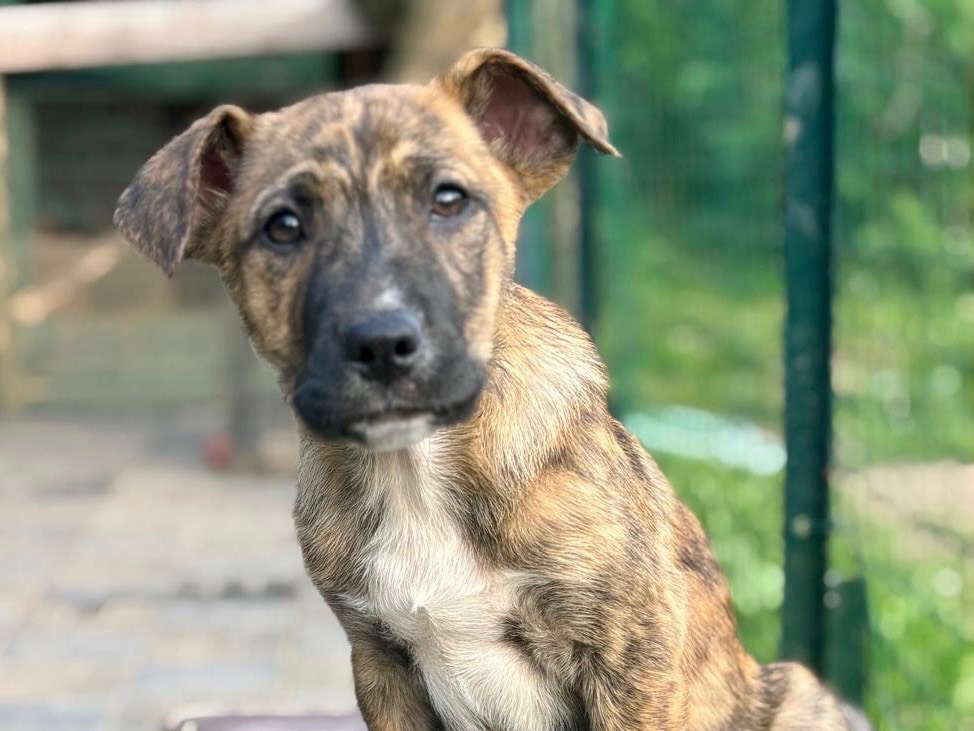 Adozione cane, femmina, Razza sconosciuta Razza sconosciuta, 3 mesi, taglia grande, Savona