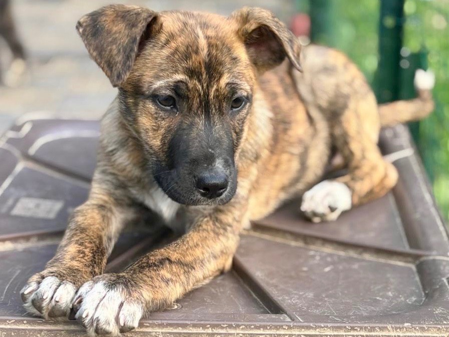 Adotta un cane, femmina, 3 mesi, Savona