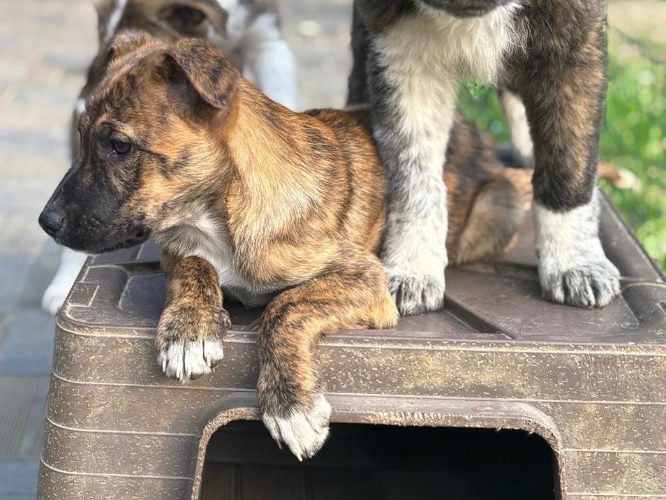 Vuoi adottare un cane a Savona?