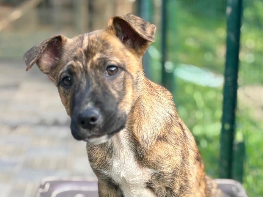 Adotta il cane Star a Savona