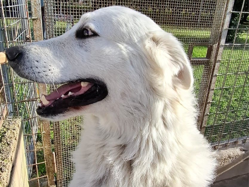 Adozione cane, maschio, Razza sconosciuta Razza sconosciuta, 3 anni, taglia grande, Caserta