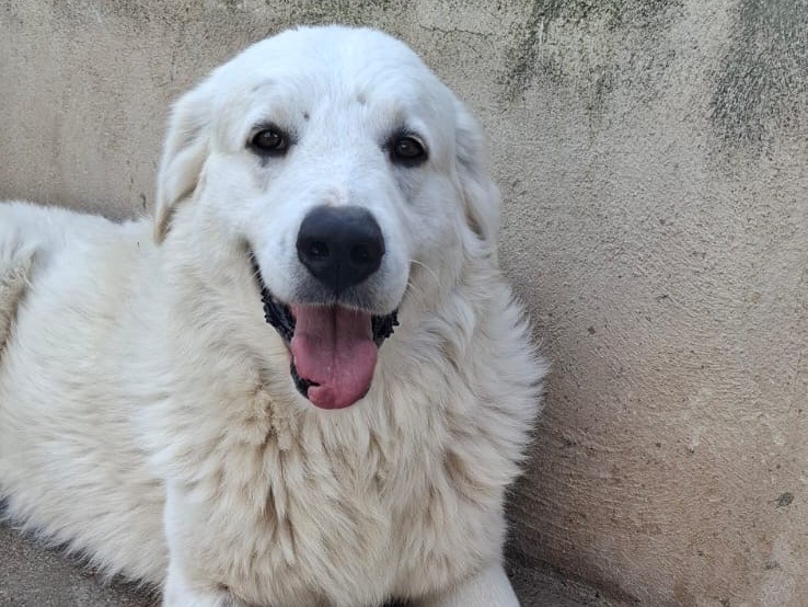 Adotta il cane Bingo  a Caserta