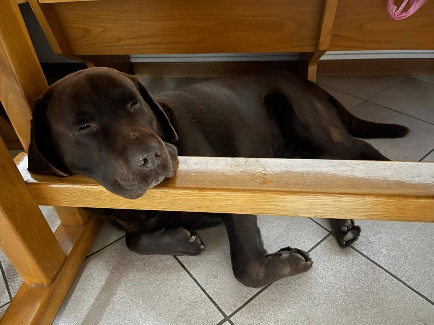 Adozione cane, maschio, Labrador Retriever Razza sconosciuta, 8 anni, taglia media, Belluno